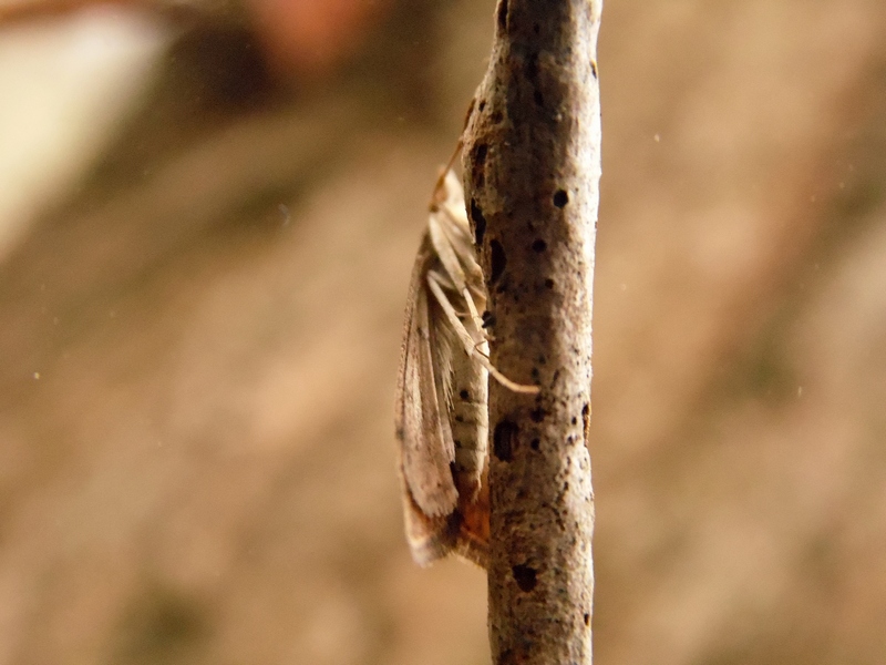 Parco del Ticino : Udea ferrugalis?